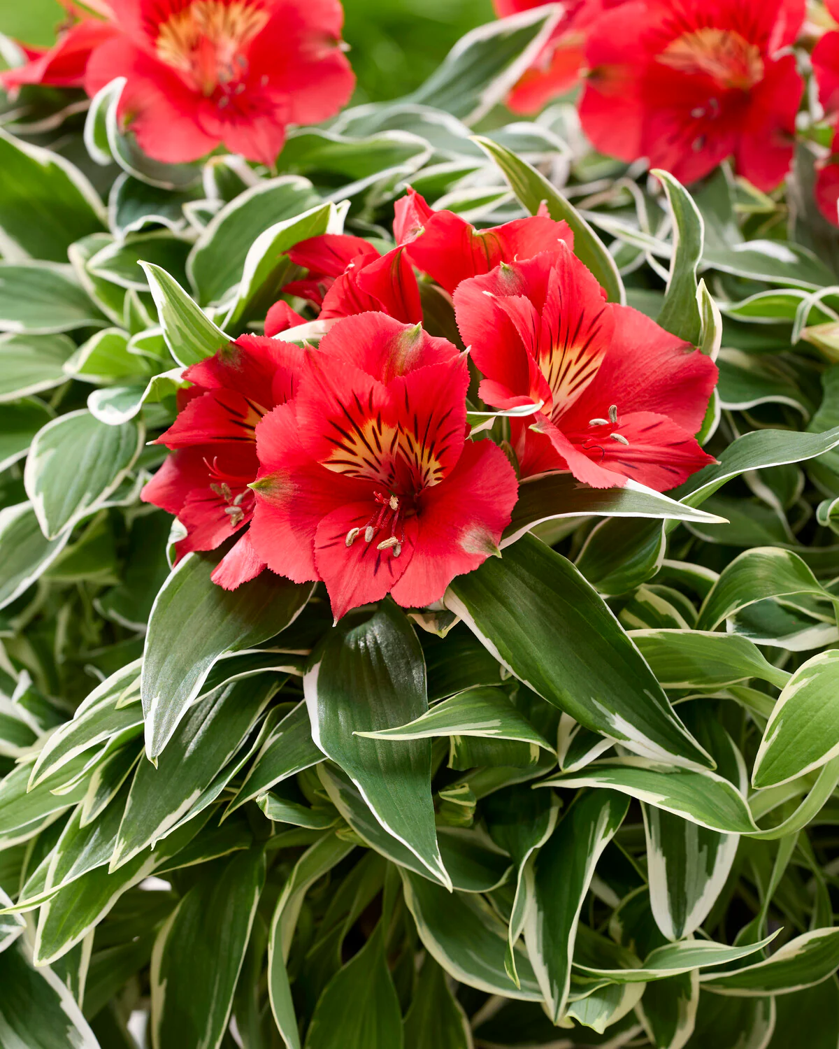 Alstroemeria aurosa - Alstremeria złocista Katiana Wysyłka od 20.04.26 - obrazek 2