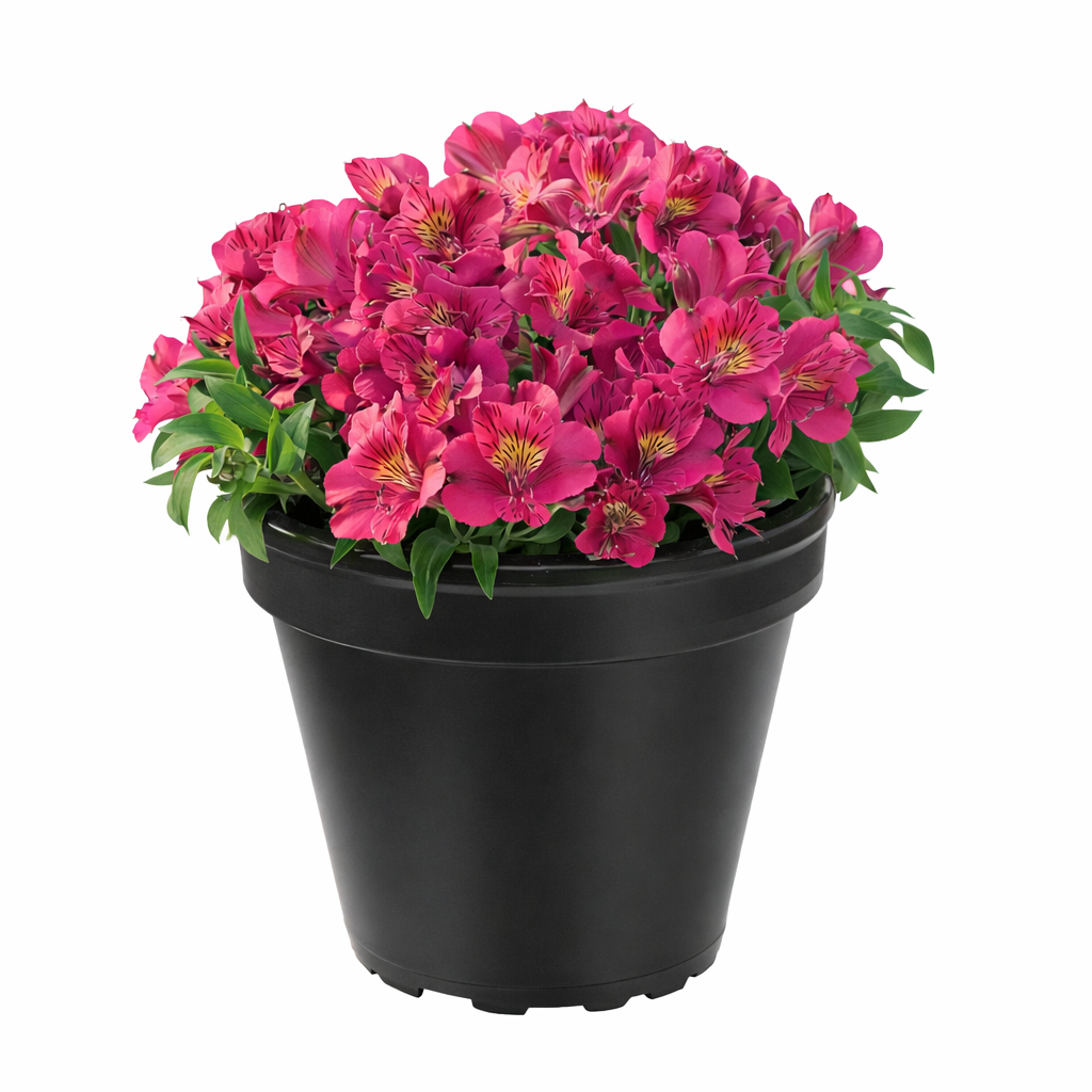 Alstroemeria aurosa - Alstremeria złocista Louise Wysyłka od 20.04.26