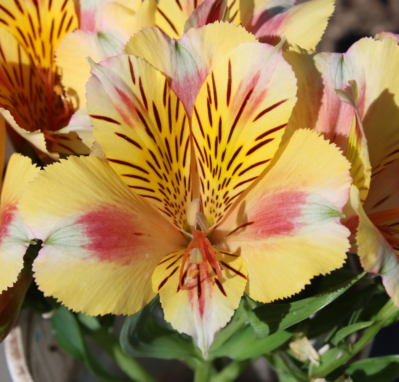 Alstroemeria aurosa - Alstremeria złocista Sara Wysyłka od 20.04.26 - obrazek 2