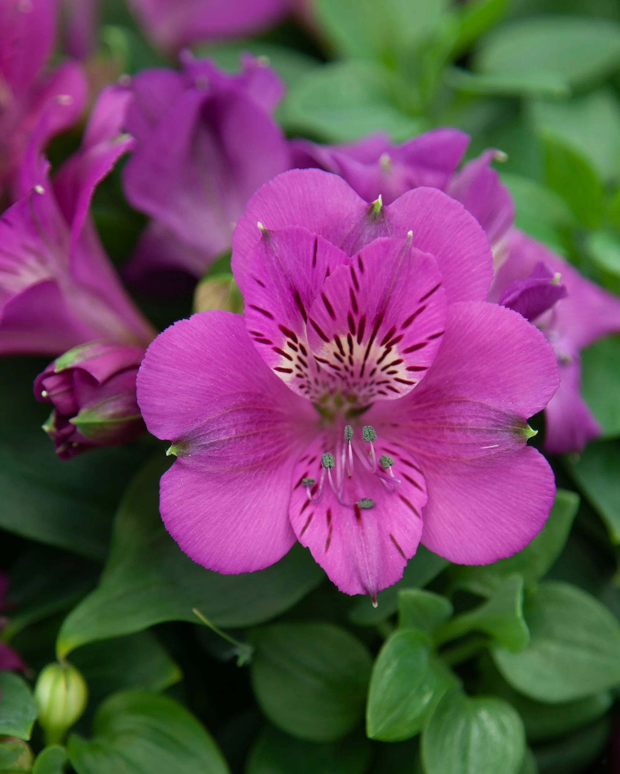 Alstroemeria aurosa - Alstremeria złocista Tamara Wysyłka od 20.04.26 - obrazek 2