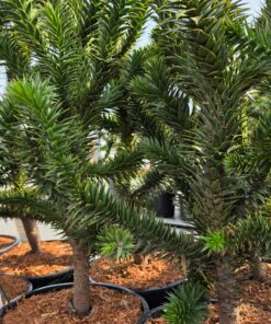 Araucaria araucana - Araukaria Chilijska Małpie Drzewo 50 - 60cm
