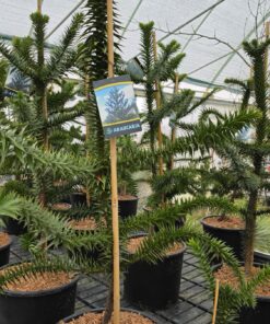 Araucaria araucana - Araukaria Chilijska Małpie Drzewo 80 - 90 cm