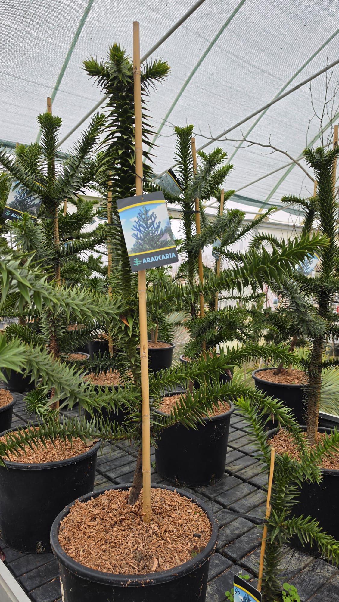 Araucaria araucana - Araukaria Chilijska Małpie Drzewo 80 - 90 cm