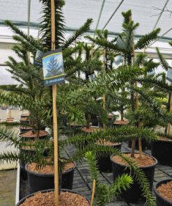 Alternative view of Araucaria araucana - Araukaria Chilijska Małpie Drzewo 80 - 90 cm