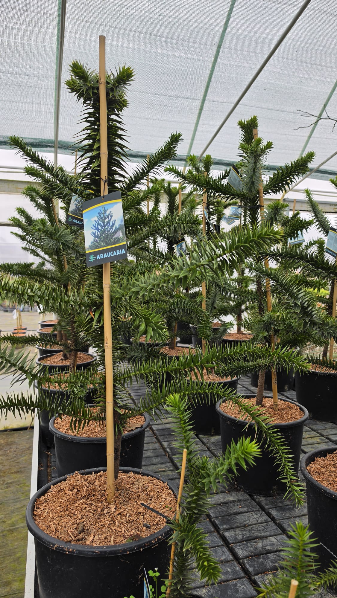 Araucaria araucana - Araukaria Chilijska Małpie Drzewo 80 - 90 cm - obrazek 2