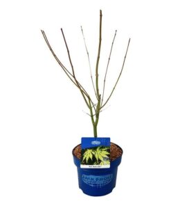 Alternative view of Acer pseudosieboldianum  - Klon ussuryjski Arctic Jade