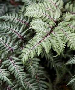 Athyrium niponicum - wietlica japońska Metallicum