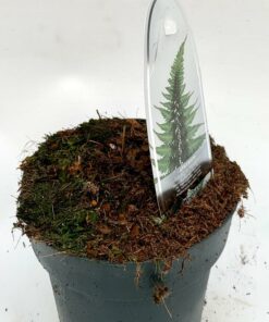 Alternative view of Athyrium niponicum - wietlica japońska Metallicum