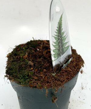 Alternative view of Athyrium niponicum - wietlica japońska Metallicum