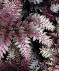 Athyrium niponicum - wietlica japońska Red Beauty
