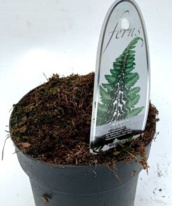 Alternative view of Athyrium niponicum - wietlica japońska Red Beauty