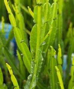 Alternative view of Baccharis - Komarnik Coral Wave