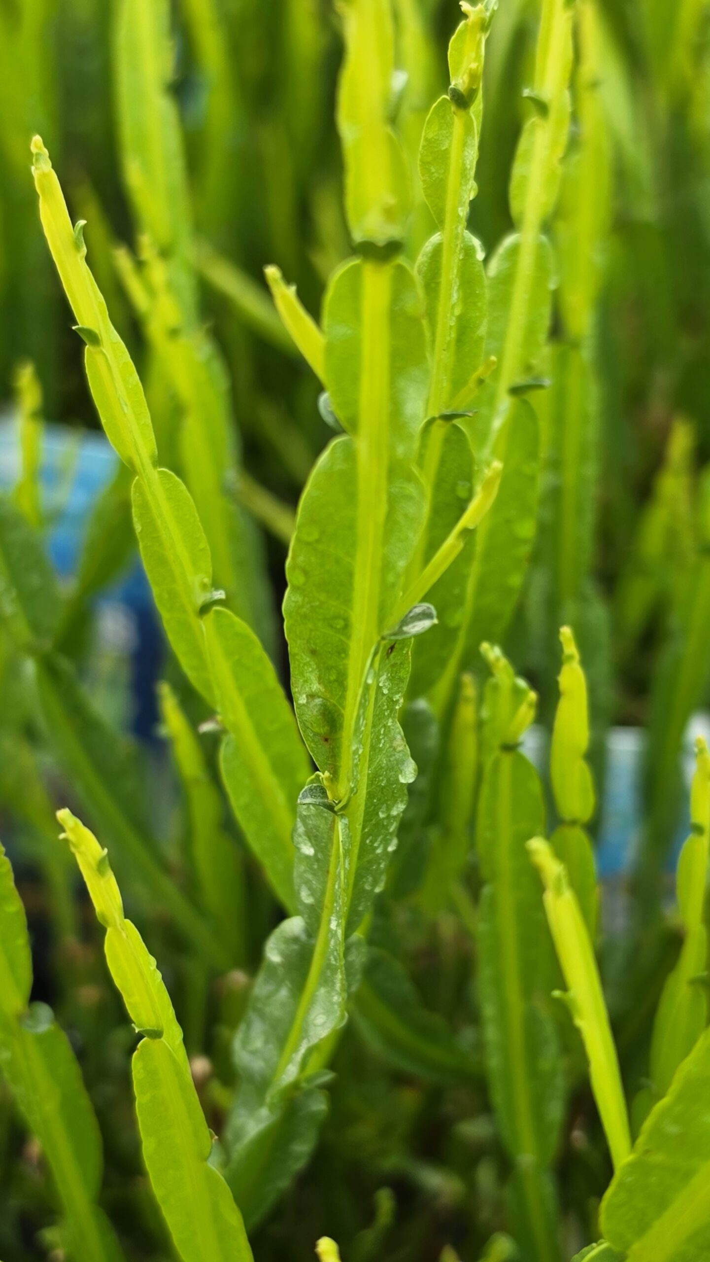 Baccharis - Komarnik Coral Wave - obrazek 2