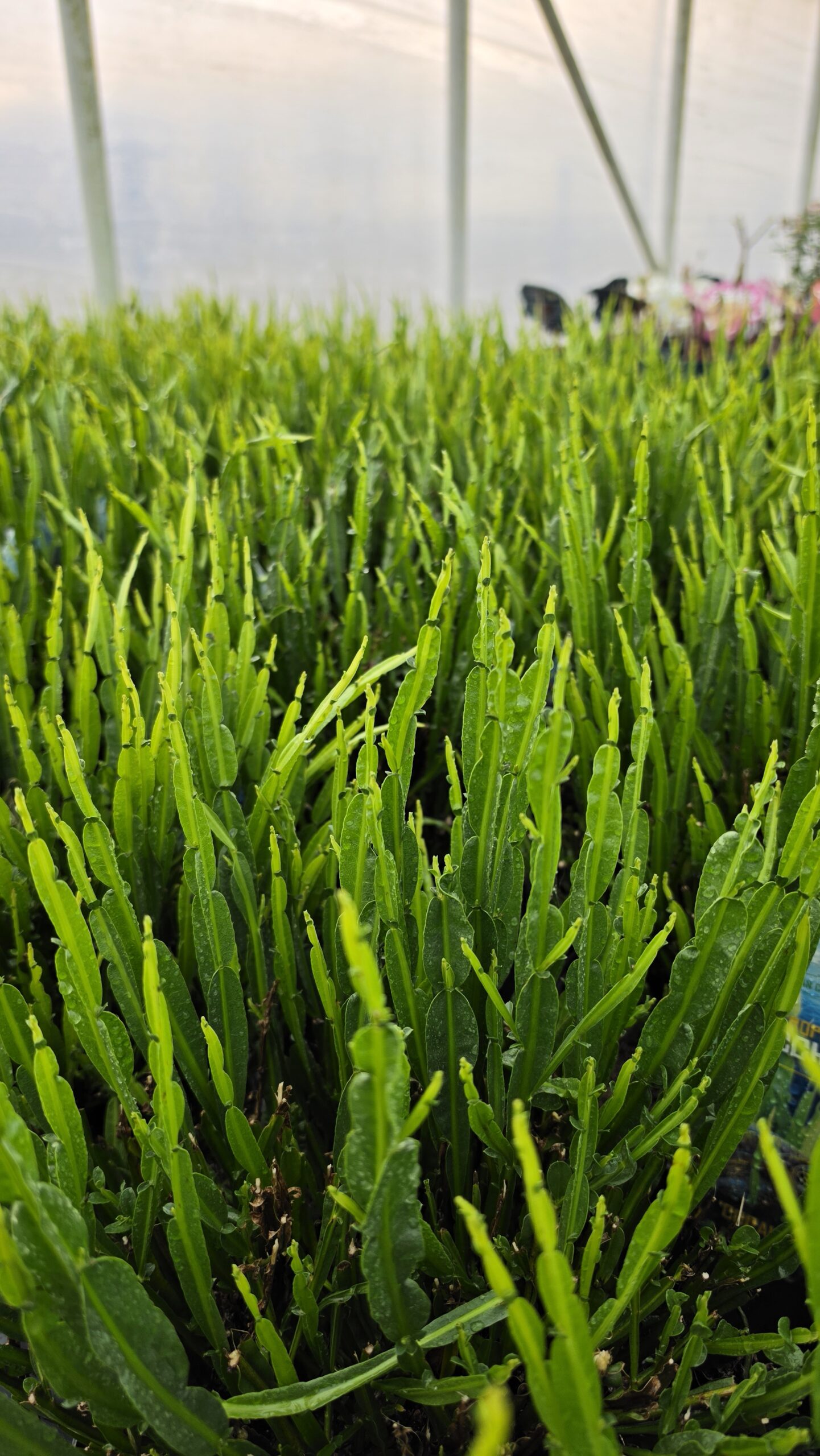 Baccharis - Komarnik Coral Wave - obrazek 3