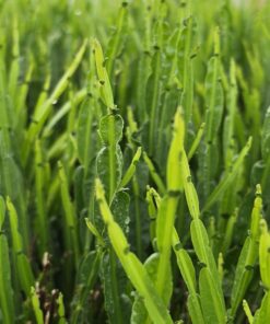 Baccharis - Komarnik Coral Wave