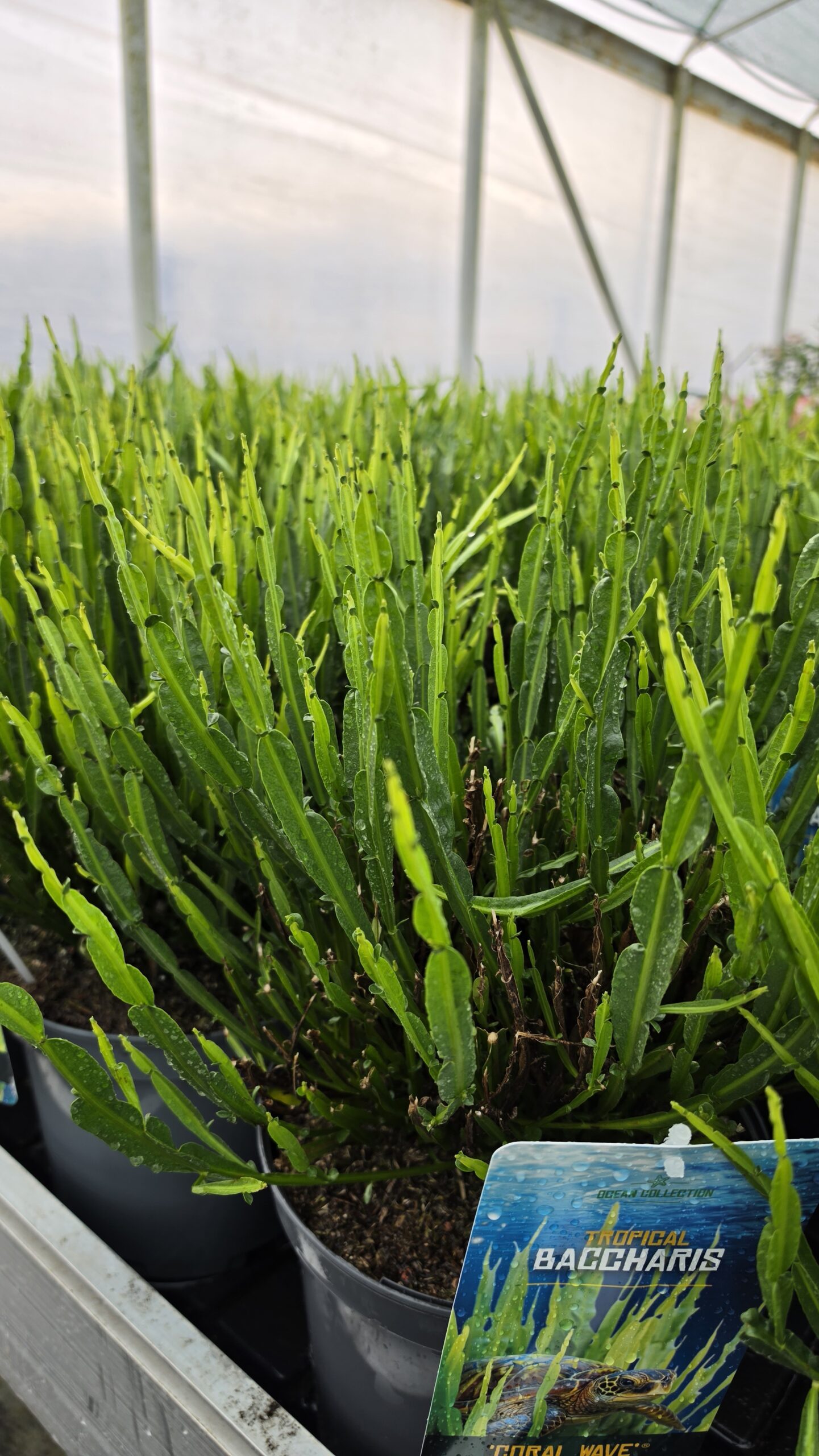 Baccharis - Komarnik Coral Wave - obrazek 4