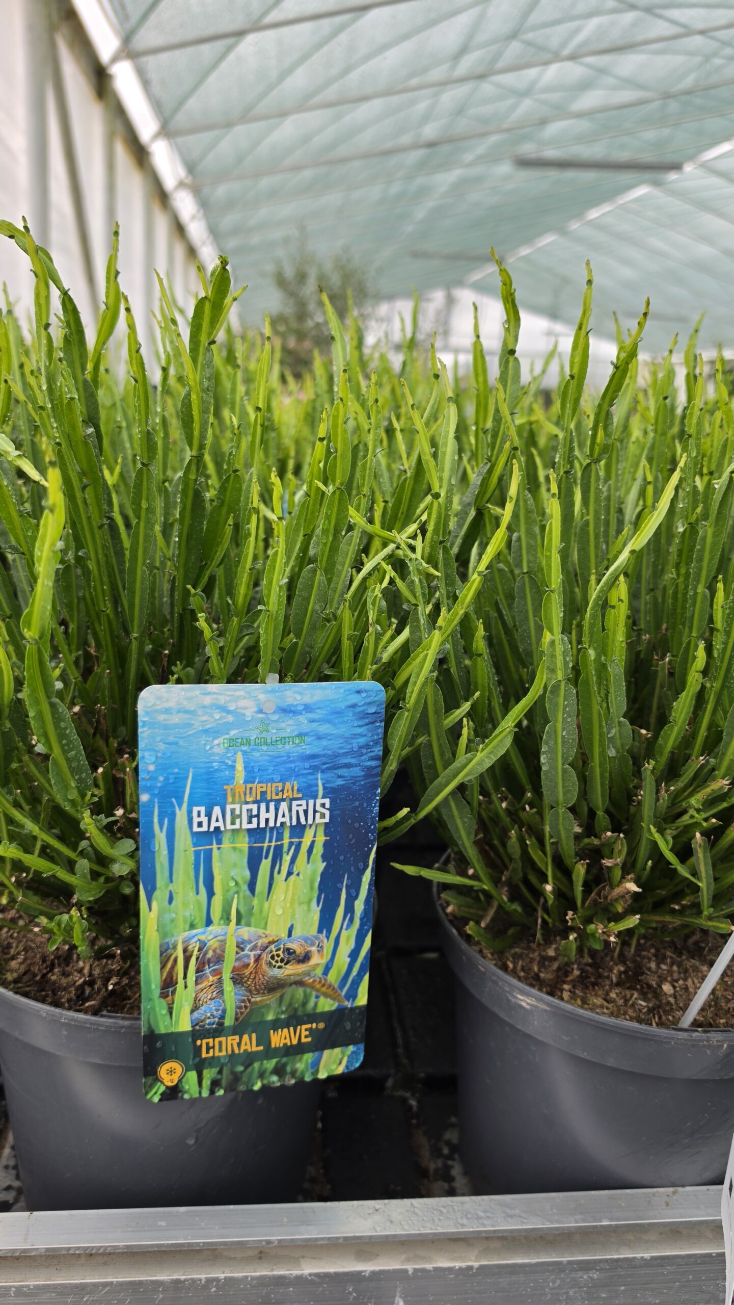 Baccharis - Komarnik Coral Wave - obrazek 5