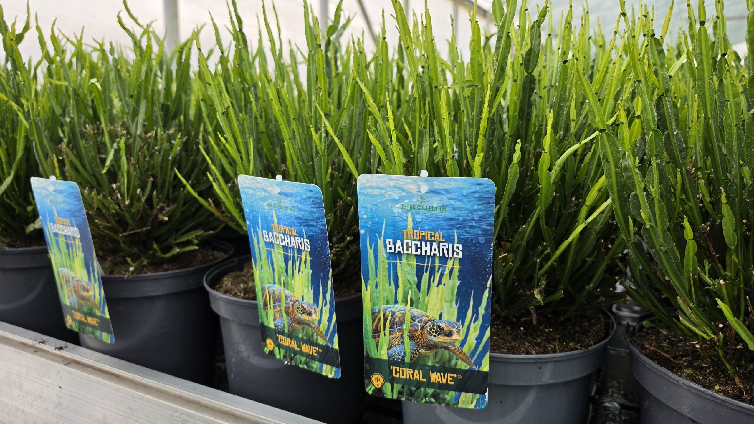 Baccharis - Komarnik Coral Wave - obrazek 6