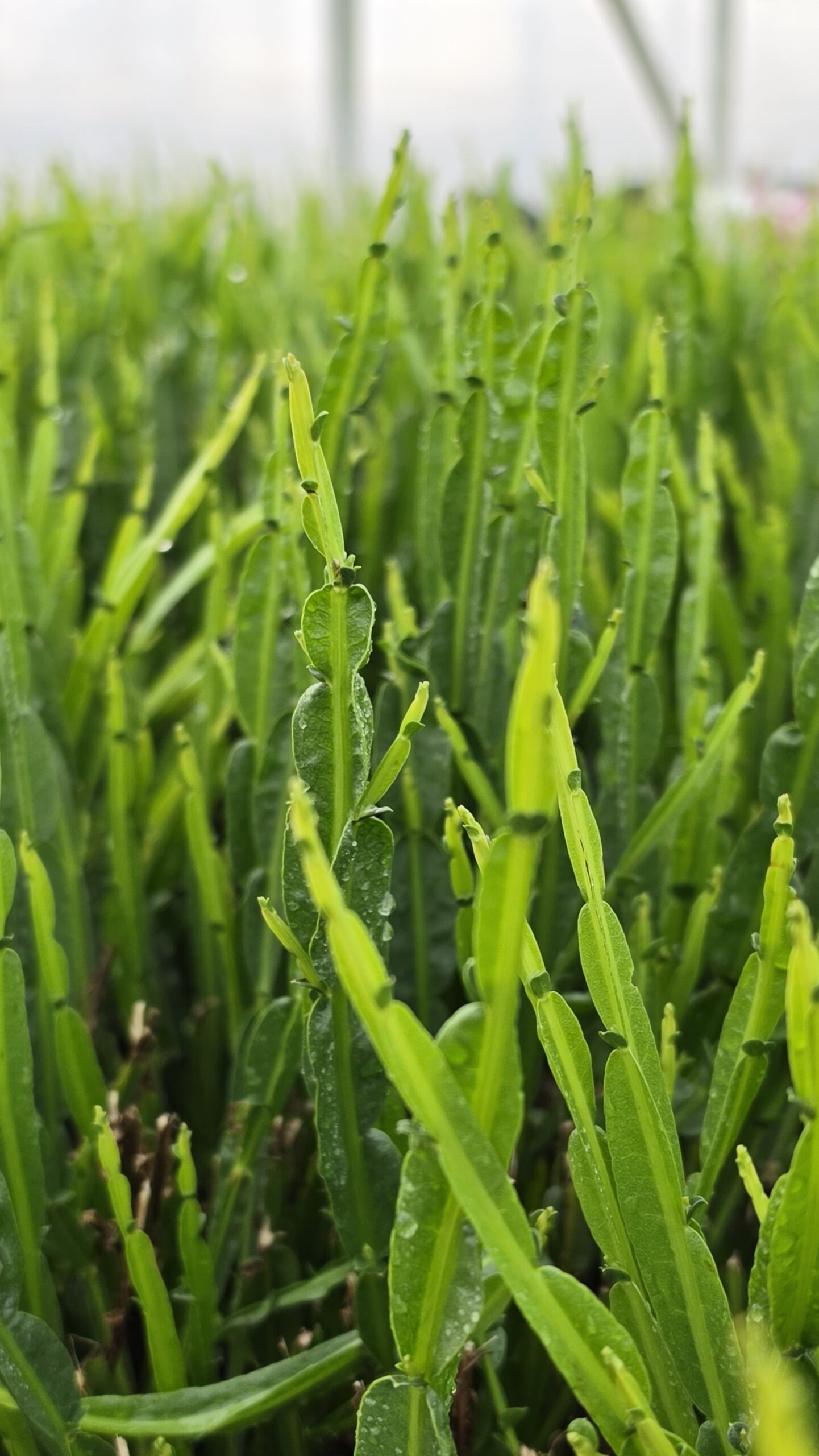 Baccharis - Komarnik Coral Wave