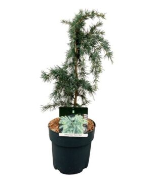 Cedrus deodara - Cedr himalajski Feelin Blue
