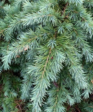 Alternative view of Cedrus deodara - Cedr himalajski Feelin Blue