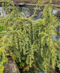 Alternative view of Cedrus deodara - Cedr himalajski Limeglow