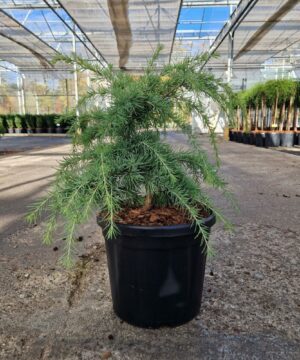 Cedrus deodara - Cedr himalajski Limeglow