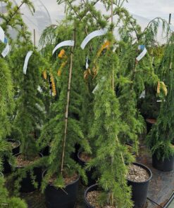 Cedrus deodara - Cedr himalajski Pendula
