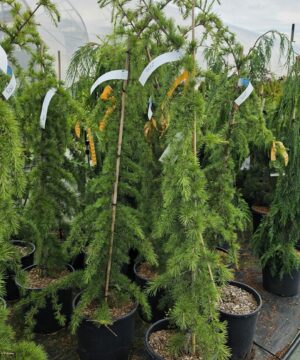 Cedrus deodara - Cedr himalajski Pendula