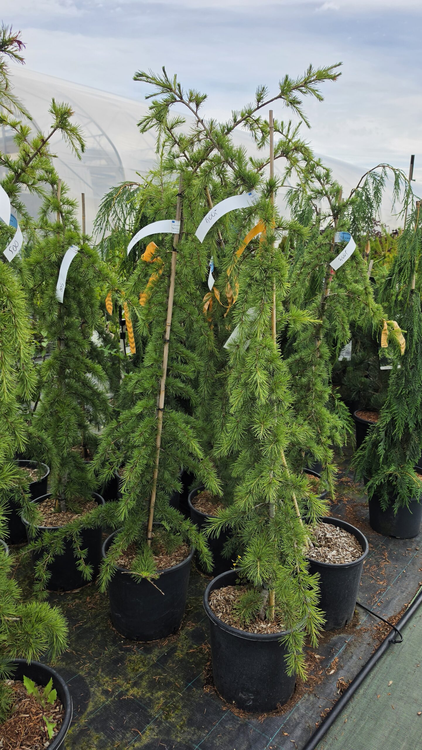 Cedrus deodara - Cedr himalajski Pendula