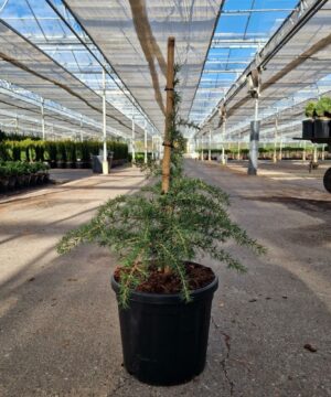 Cedrus libani - Cedr libański Dino