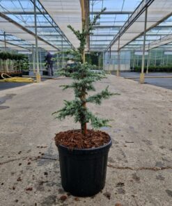 Cedrus libani - Cedr libański ssp. Atlasowy Saphire Nymph