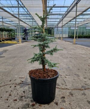 Cedrus libani - Cedr libański ssp. Atlasowy Saphire Nymph