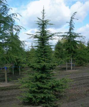 Alternative view of Cedrus libani - Cedr libański Dino