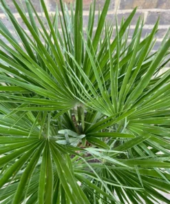 Alternative view of Chamaerops humilis - Karłatka niska compacto