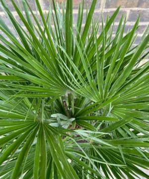 Alternative view of Chamaerops humilis - Karłatka niska compacto