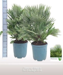 Chamaerops humilis - Karłatka niska compacto