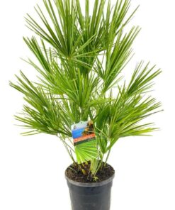 Chamaerops humilis - Karłatka niska