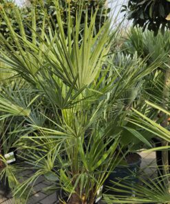Alternative view of Chamaerops humilis - Karłatka niska