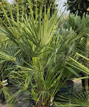 Alternative view of Chamaerops humilis - Karłatka niska