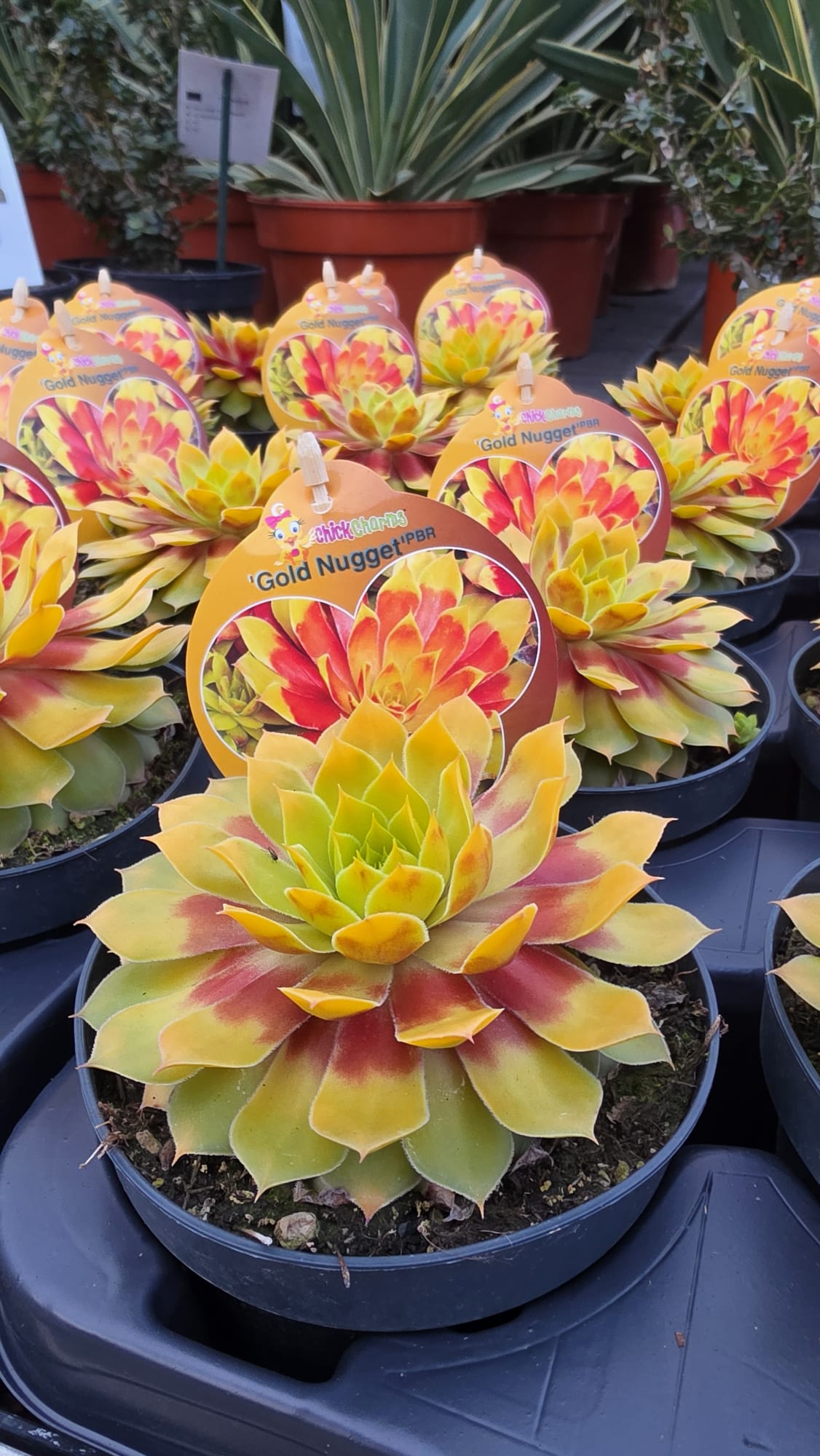 Sempervivum - Rojnik Chick Charms Gold Nugget - obrazek 4