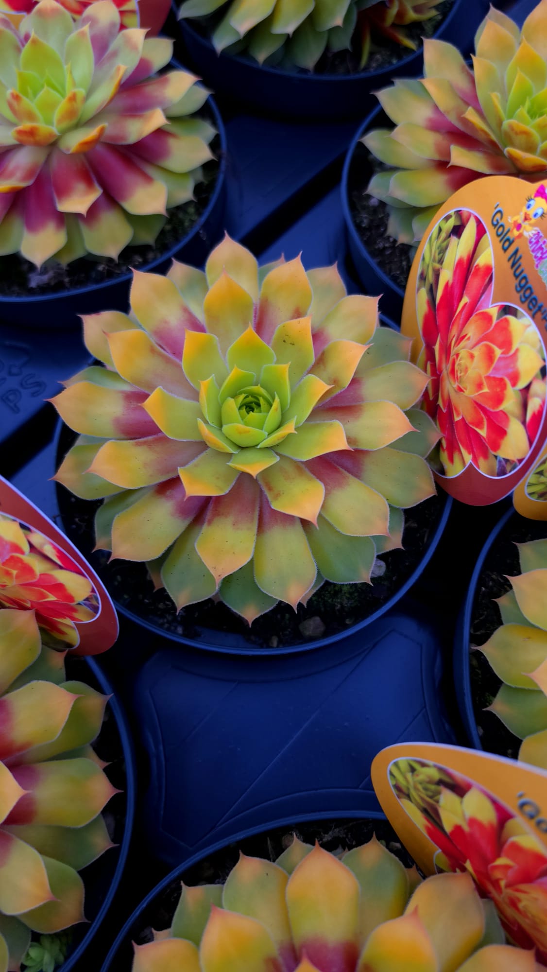 Sempervivum - Rojnik Chick Charms Gold Nugget - obrazek 3