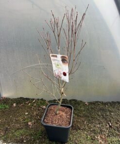 Alternative view of Cornus kousa - Dereń kousa Watermelon Sugar 80-90 cm