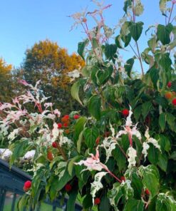 Cornus kousa - Dereń kousa Watermelon Sugar 80-90 cm