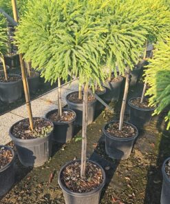 Cryptomeria jap. - Kryptomeria japońska  Globosa Nana na pniu