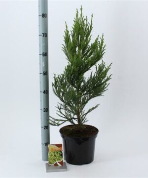 Alternative view of Cryptomeria jap. - Kryptomeria japońska Jindai