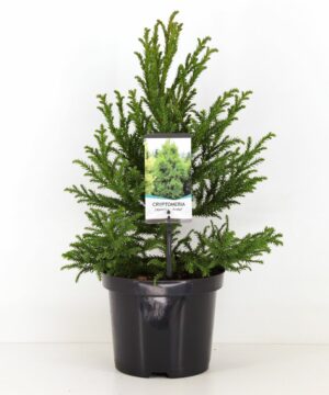 Cryptomeria jap. - Kryptomeria japońska Jindai