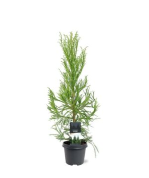 Cryptomeria jap. - Kryptomeria japońska Kitayama