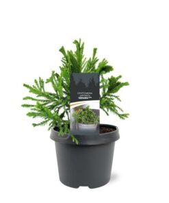 Cryptomeria jap. - Kryptomeria japońska Serama