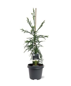 Cryptomeria jap. - Kryptomeria japońska Kyara Gold